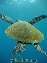 Turtle Launch ! by Scott Rettig 
